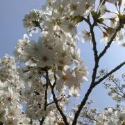 Mの画像