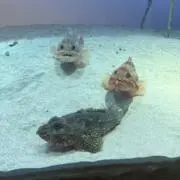 kuu