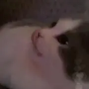 うちゃこ