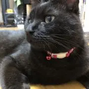 rossi_taku_souの画像