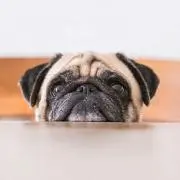パグチヨの画像