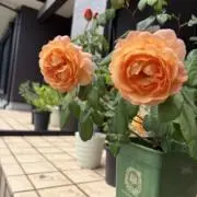 Kakoの画像