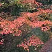 しずくの画像