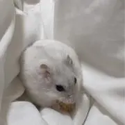 きーの画像