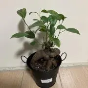 ガジュマルくんの画像