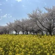 ザクロの画像