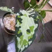 にゃにゃぐうの画像