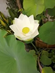 Bethの画像