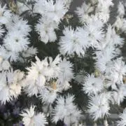 さくら♡整理中の画像
