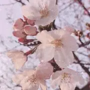 かんにゃん