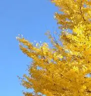 マヨルカの画像