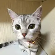 なな