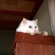 こたろく