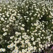 ynの画像