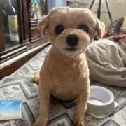 すずりんの画像