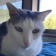 にゃんでも屋の画像