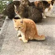 メカモニカの画像