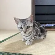 ウリボーの画像