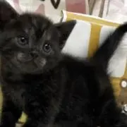そっちの黒猫さんの画像