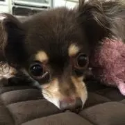 しー