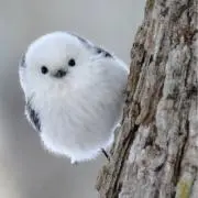 ちゃこバナナの画像