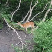 Makiの画像