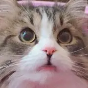 らん
