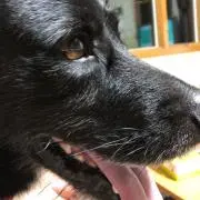 みっぴー
