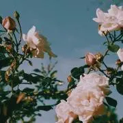 ちょんちょん(の画像