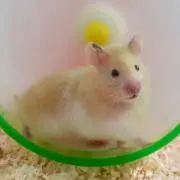aaaapicoの画像