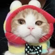 サルの画像