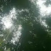 ニコチンの画像