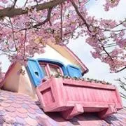 きのこの画像