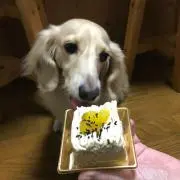 しーの画像