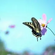 ゆきみ