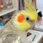 ぷんこの画像