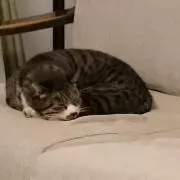 とろこの画像