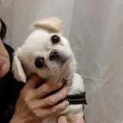 あさちゃんの画像