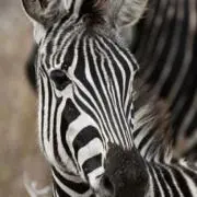 Zebraの画像