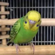 あみみん
