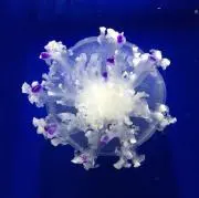 とあひと