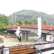 けこの画像