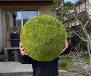 こけむすびの画像