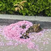 ゆみ