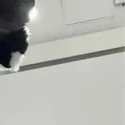 みょん