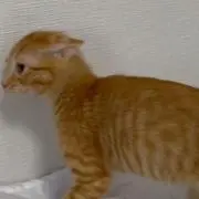 キリクの友テポドン
