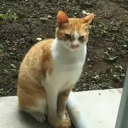 ぴっちの画像