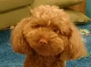 加糖のお茶の画像