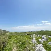 たこの画像