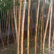 ｏｍａの画像